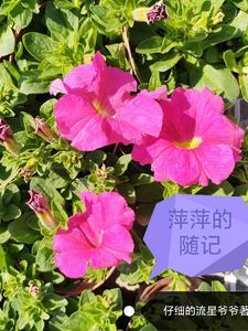 萍萍的随记 萍萍的随记